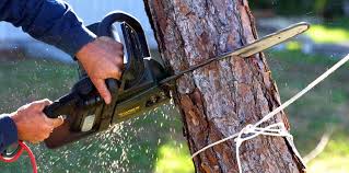 Best Tree Trimming and Pruning  in Scottsbluff, NE